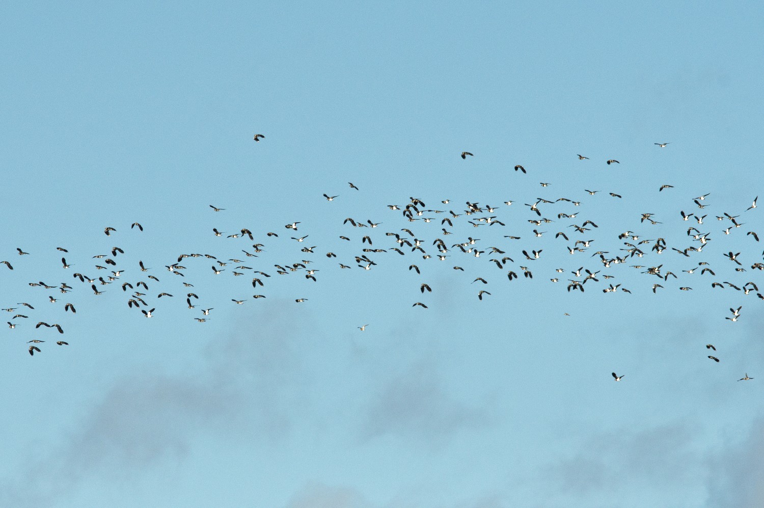 livebirdspoland_beacf17271954eb28112c2bd9baed8c4.jpg