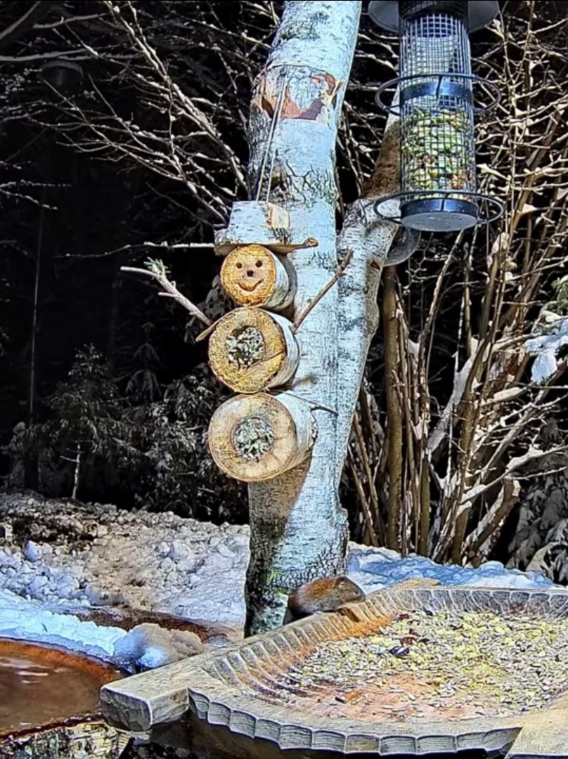 livebirdspoland_9235fa2c59160047433408512f30a497.jpg