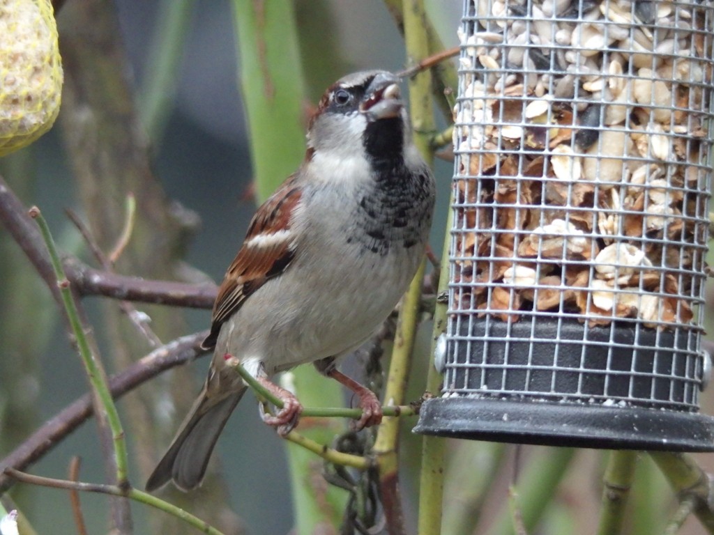 livebirdspoland_0daf12d078f53a2f2aea06e29f115af5.jpg