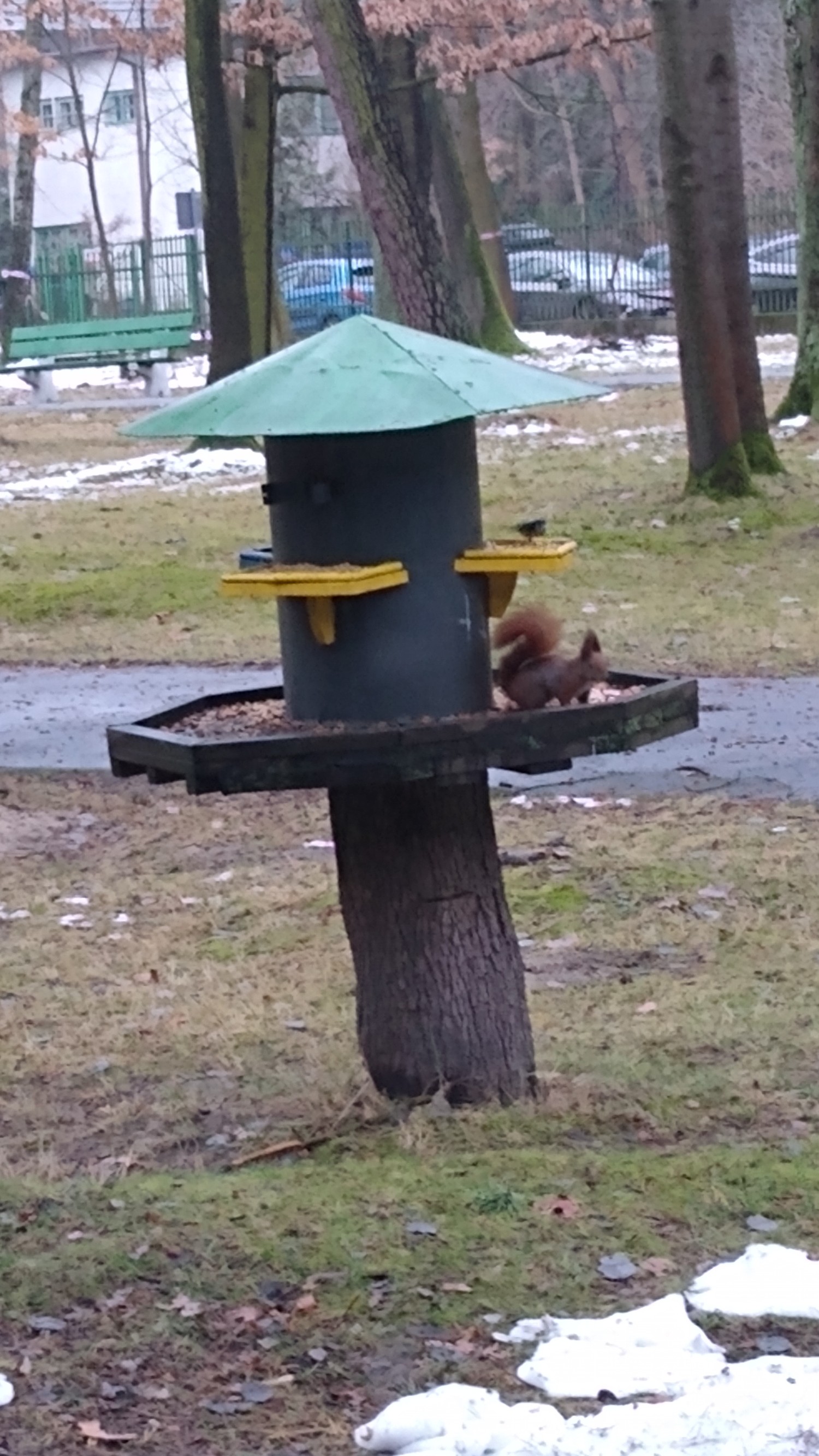 livebirdspoland_732d74ac2516deb9de732105ba3e7c0b.jpg