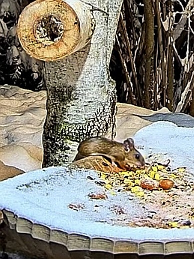 livebirdspoland_38cb77e0b1638e05563490d9fa76f39d.jpg