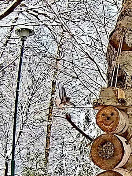 livebirdspoland_2228d5406a8b41b52773cf338c442976.jpg