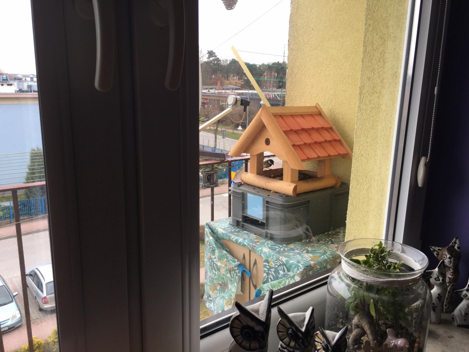 livebirdspoland_f73ad865e419c73823b4fdf460895e47.jpg