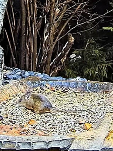 livebirdspoland_5af0c9e37783cb00bfd573905c66238b.jpg