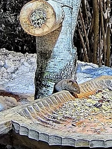 livebirdspoland_d2054124b96a443c5f5bec8ee67fe572.jpg
