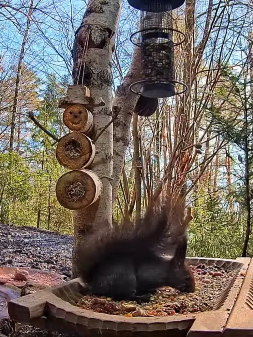livebirdspoland_6252333b74b094ade5d883220fefd697.jpg