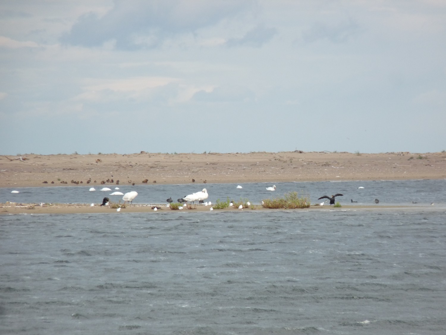 livebirdspoland_84844212e7ebf295275c364d1d371dd6.jpg