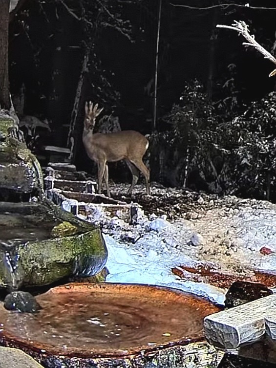livebirdspoland_2f66118c4040eebd736852853c5b4ea5.jpg