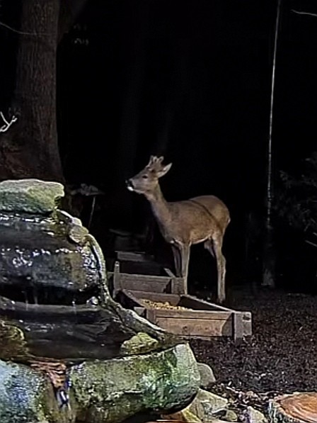 livebirdspoland_3cbb35fe3e895fa9622e36d7fc31e9bf.jpg