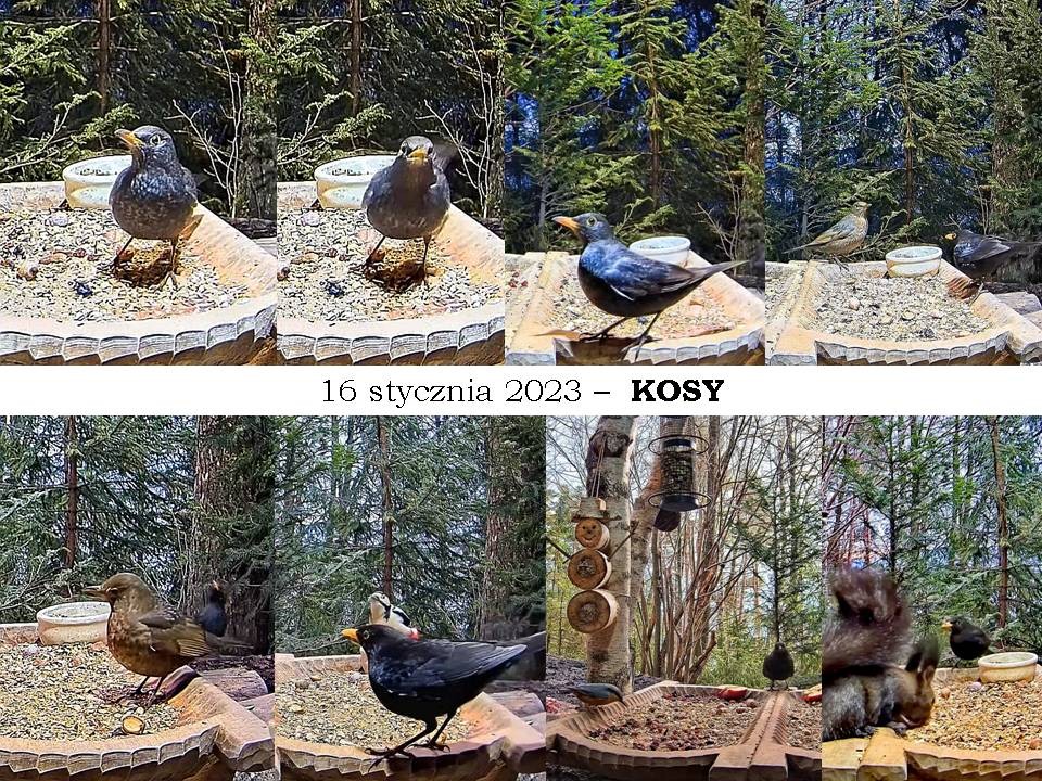livebirdspoland_02cbe30373a66cb4bddffd0dfd284664.jpg