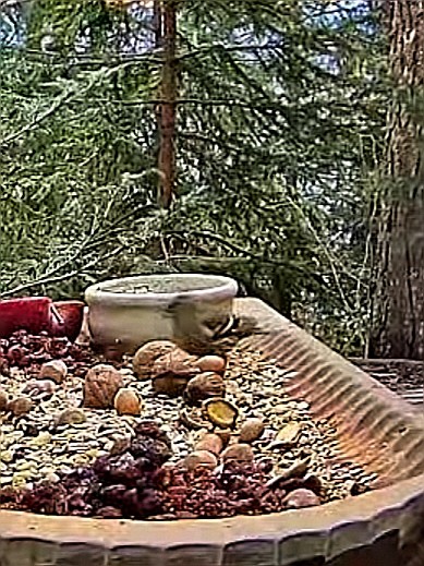 livebirdspoland_0eb732e60f4d9a31ee721981d508ca8d.jpg