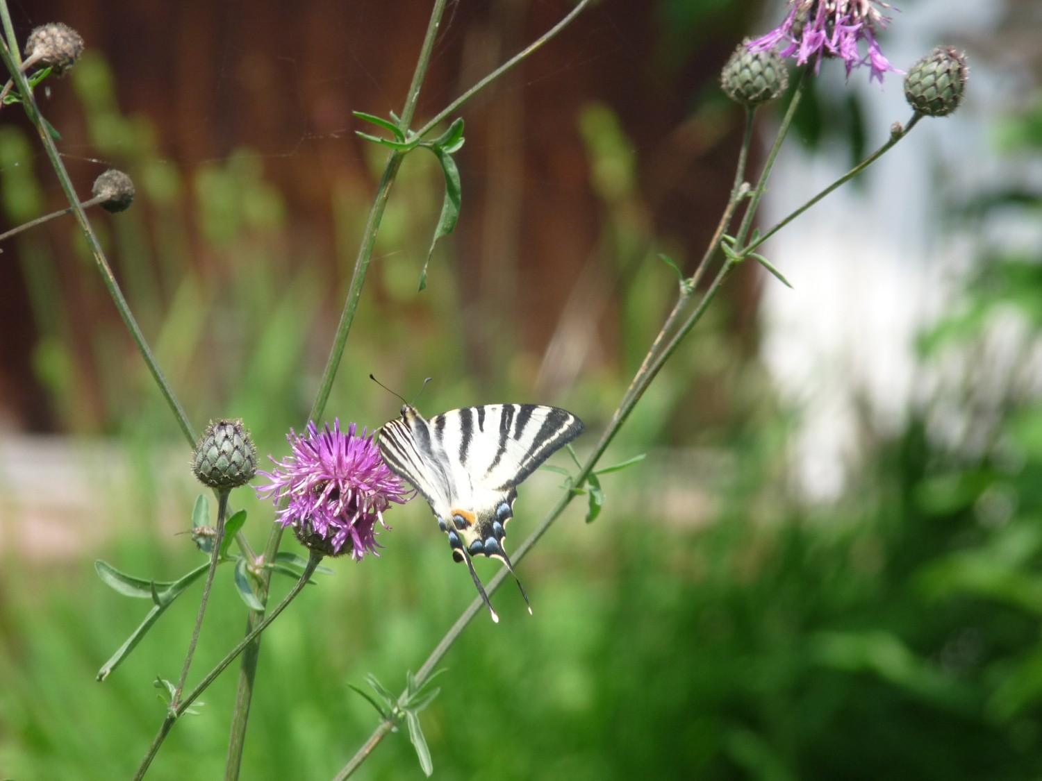 livebirdspoland_0f80a0e9cdf2b84b7135a1d53cc10c75.jpg