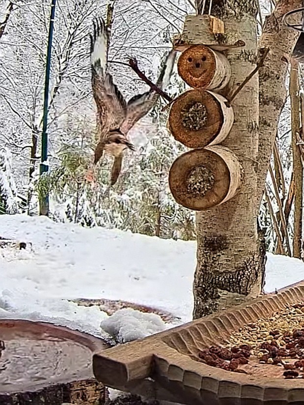 livebirdspoland_81718b0cb32c6b44586296ec2dedd914.jpg
