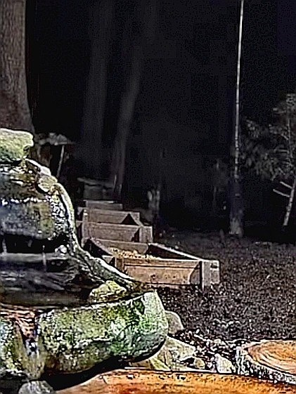 livebirdspoland_1cbe0c825afd498198fbe891c04d6406.jpg