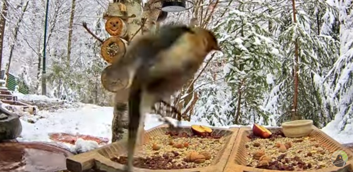livebirdspoland_5d65ddfc1c6cb47fffd0e234c9c0a2a3.jpg