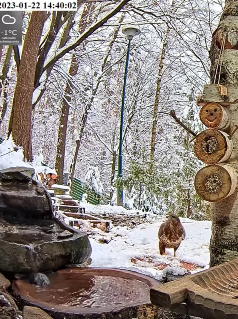 livebirdspoland_f34e22f3ac2ad69e802d344b52153bc4.jpg