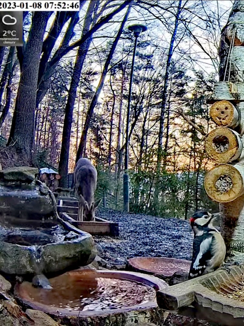 livebirdspoland_44eda99f577d1a137241dc7dcf773218.jpg