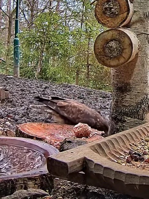 livebirdspoland_61794c038c03edbf48a97b9701e95d8d.jpg