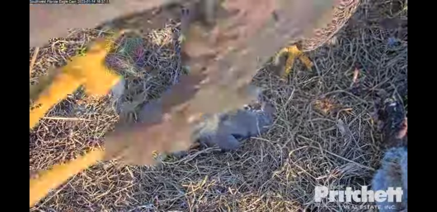 livebirdspoland_eaec3c53e505882344cf5303e15feaf5.jpg