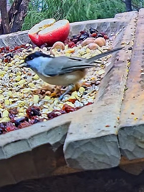 livebirdspoland_cbe4c54d2f7b1d238a1a298e7baf5497.jpg