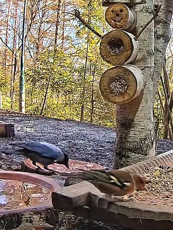 livebirdspoland_33397e6f4d2aefa881f43c4018b4e160.jpg