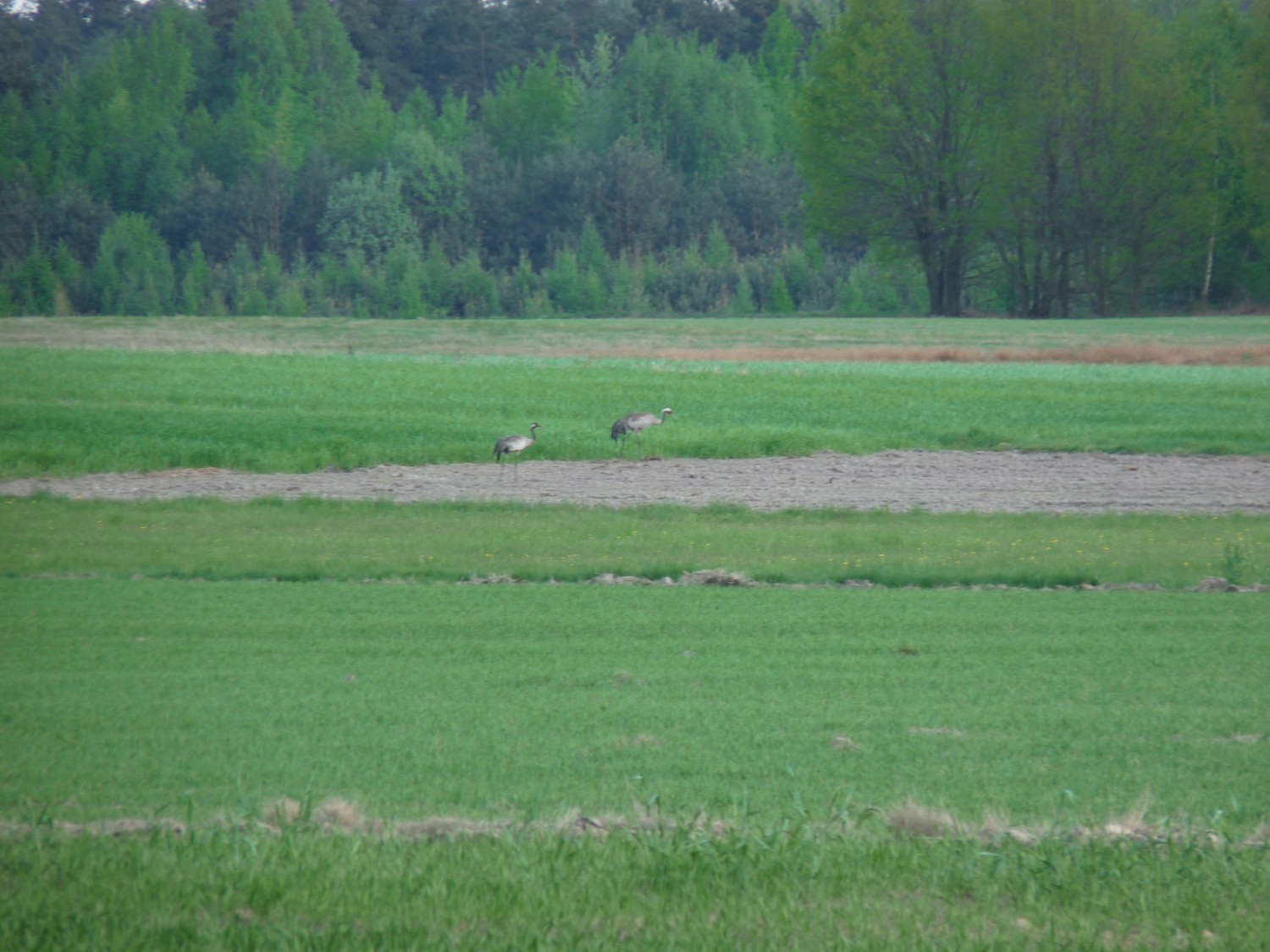 livebirdspoland_e49ccc40a201f2599f0a4af53b538edf.jpg
