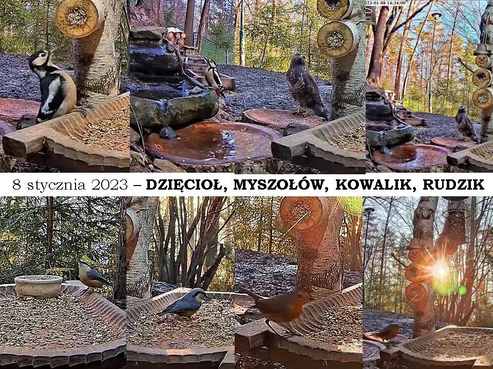 livebirdspoland_2d8a47d0f80018e7de57322cd7271ca3.jpg