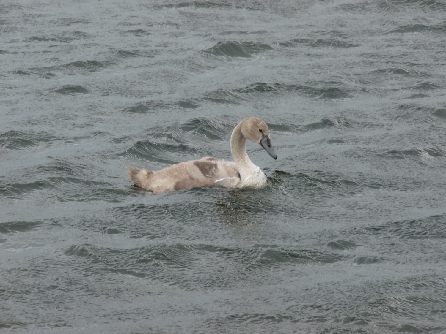 livebirdspoland_1133eadac4aca70e31c11a33a686927d.jpg