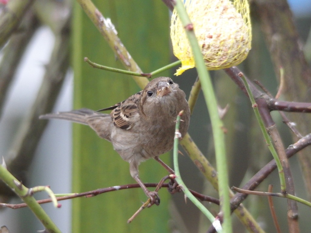 livebirdspoland_b2939976313dcf654152692b3b7ba666.jpg