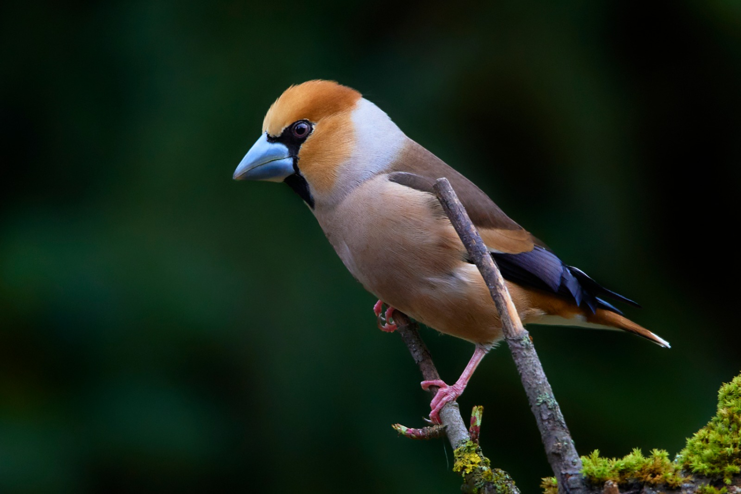 livebirdspoland_e82d40e1a3643aff001cef1a48cf8bd2.png