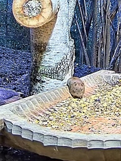 livebirdspoland_71bf5b5505c51bbb2d112e1049efa965.jpg