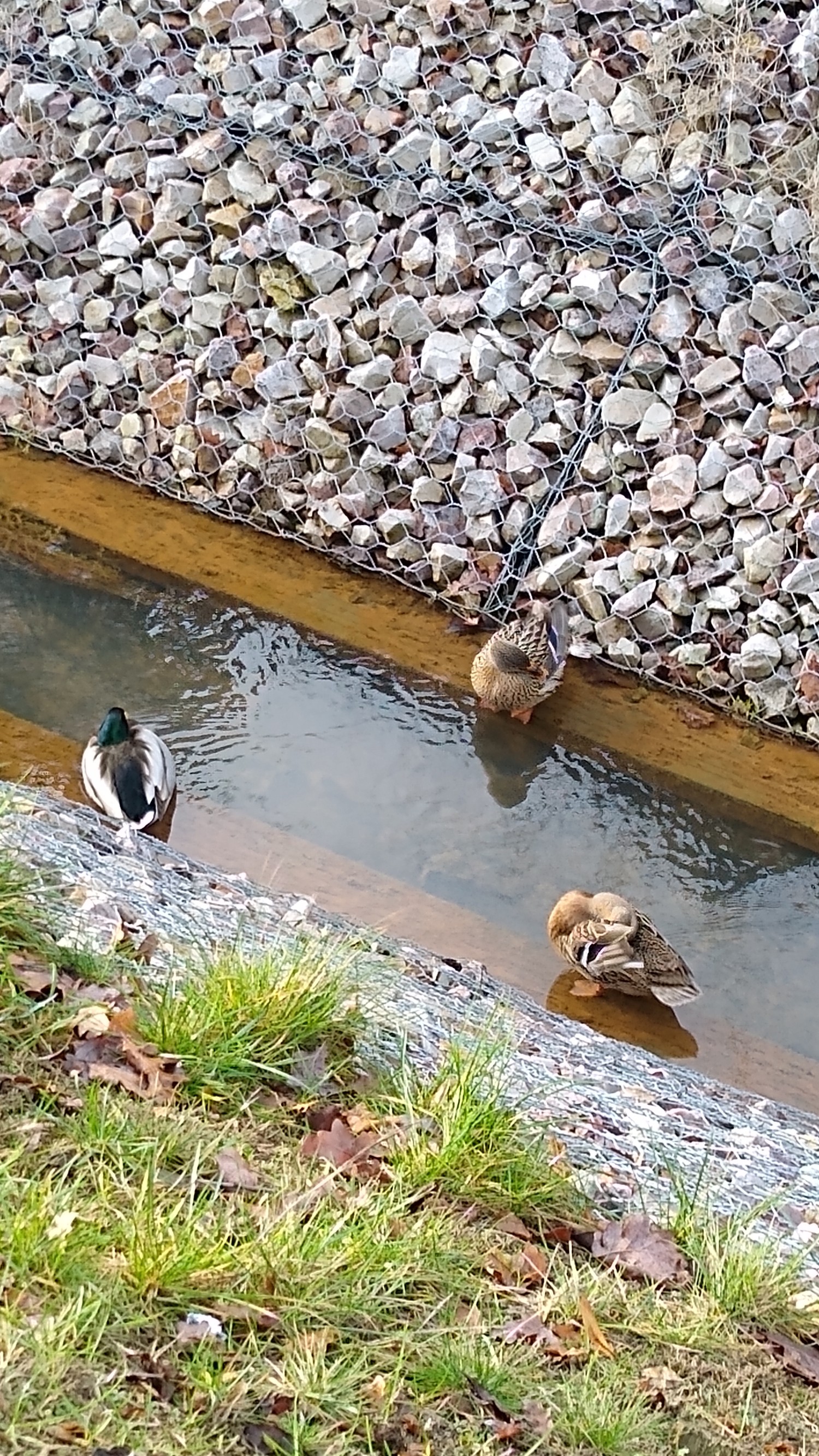 livebirdspoland_5038285c1ea3721836816074127fb99c.jpg