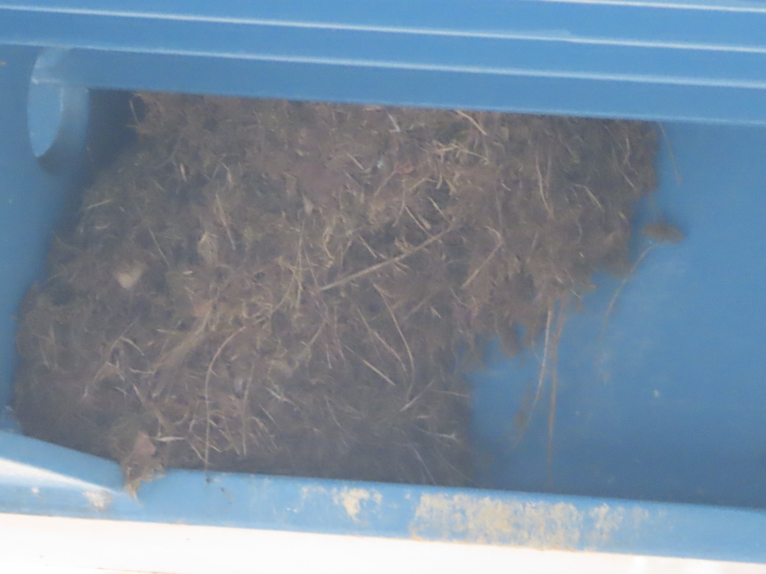livebirdspoland_ea0bec1880cf3981feef9c6a7fbea403.jpg