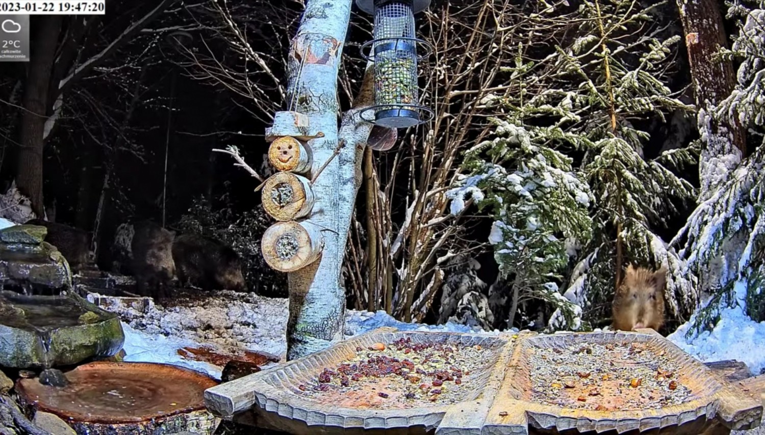 livebirdspoland_2c13425eb4bb9e01324fcc5162327f5e.jpg