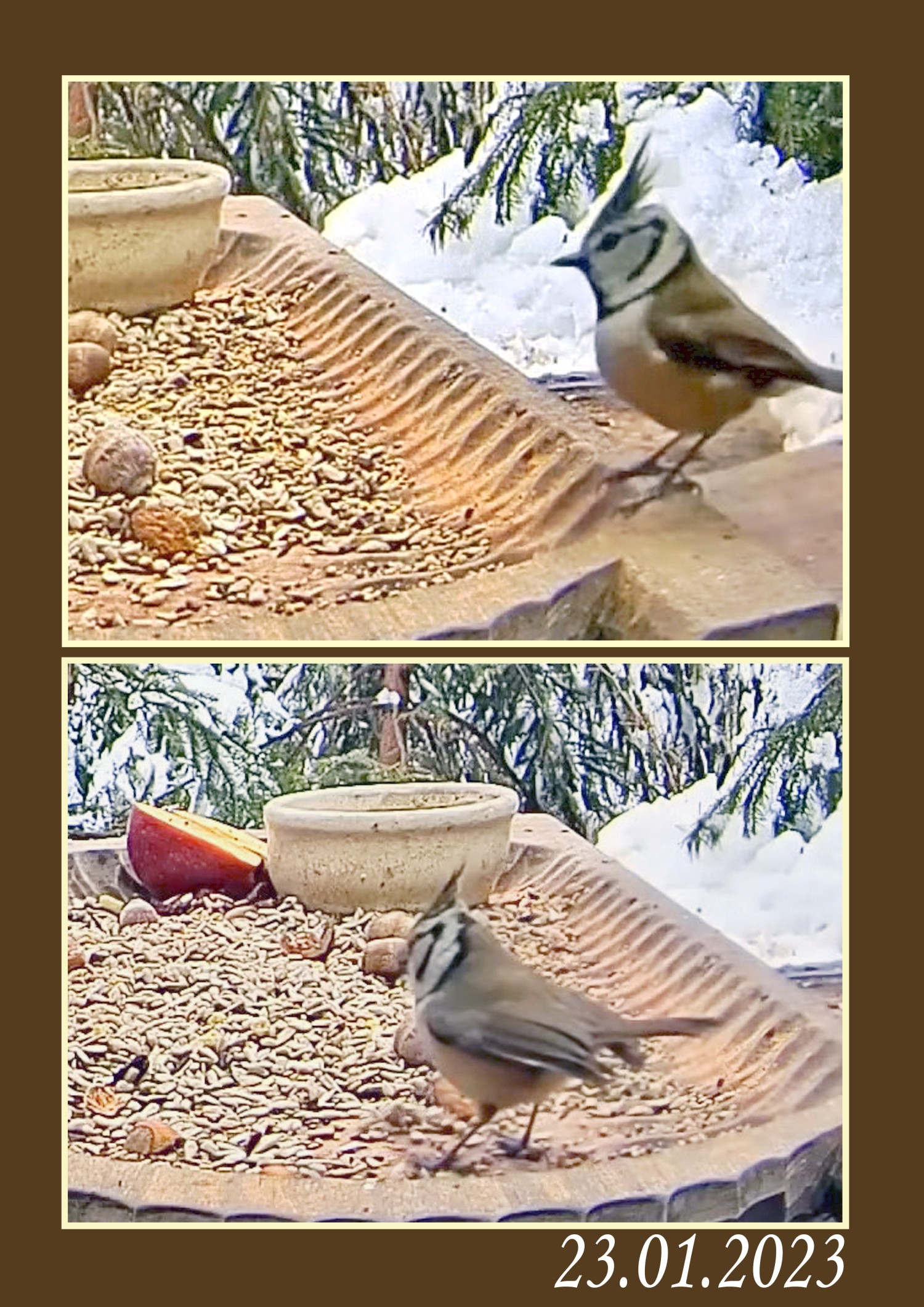 livebirdspoland_4fbe2a07e8a0e1d2e135943648f563a8.jpg