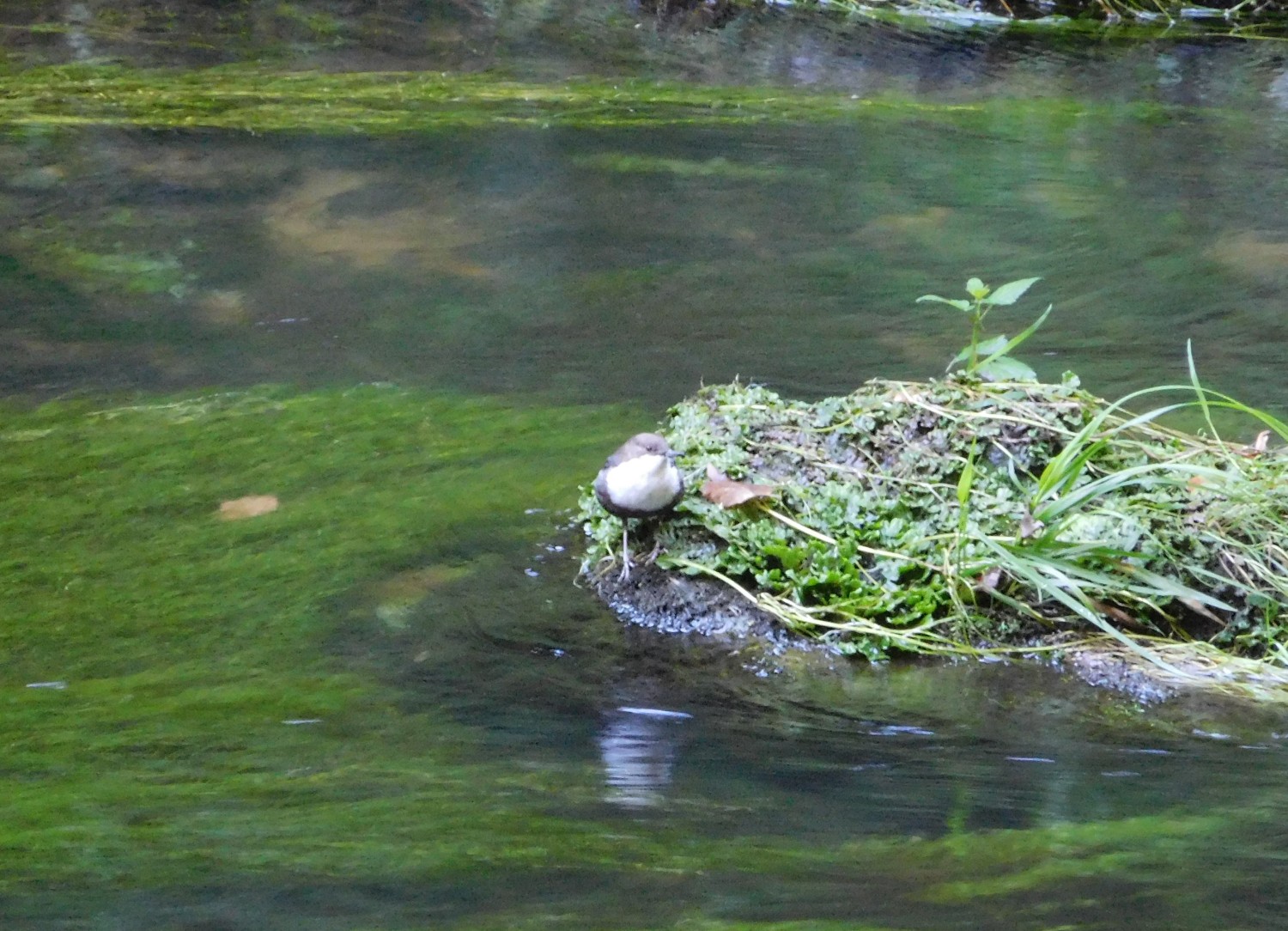 livebirdspoland_ea9f3fcf1cf9f821264f6937d6881d4f.jpg