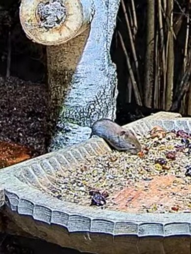 livebirdspoland_567a6d3af6a025256c3fd67c1eb5902d.jpg