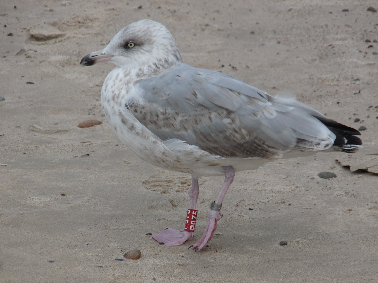 livebirdspoland_34d245a546b04ec7bee4e08d9ede39cc.jpg