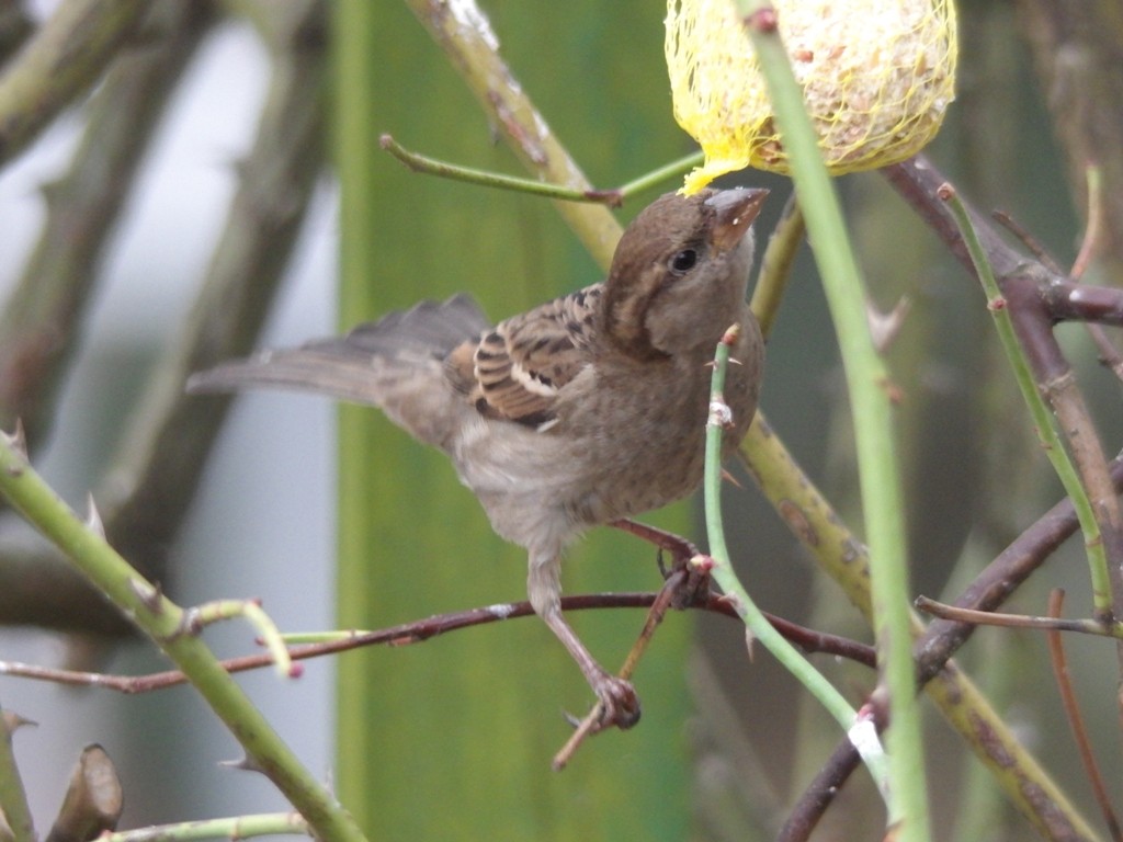 livebirdspoland_436e27462d8d4cecb4ba4e9754fd7492.jpg