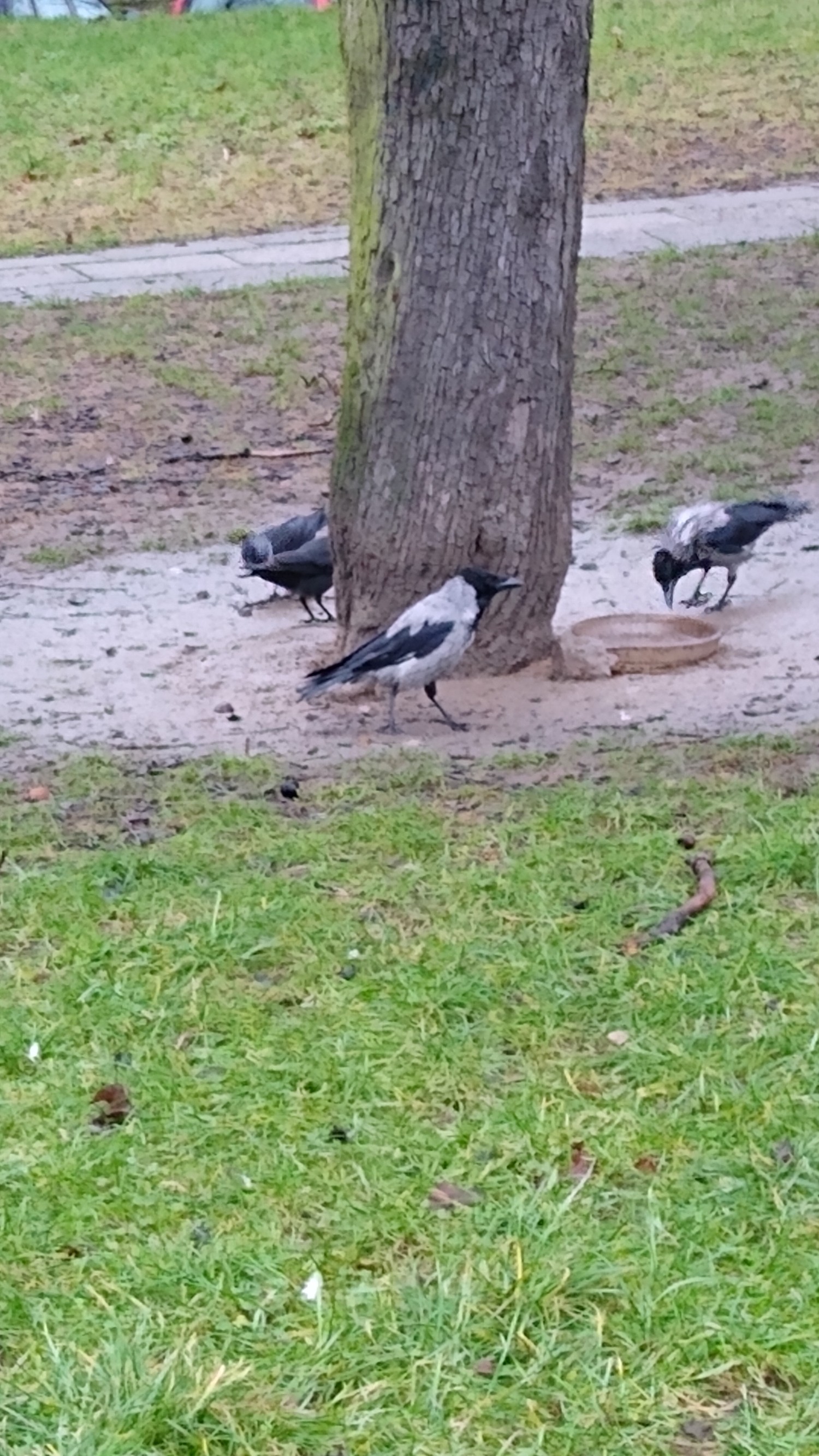 livebirdspoland_6f776b1dd8726ce01d06fbf47113681a.jpg