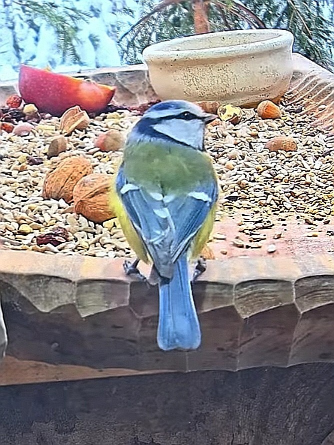 livebirdspoland_2cac5610a96b3926287dea9b954707e2.jpg