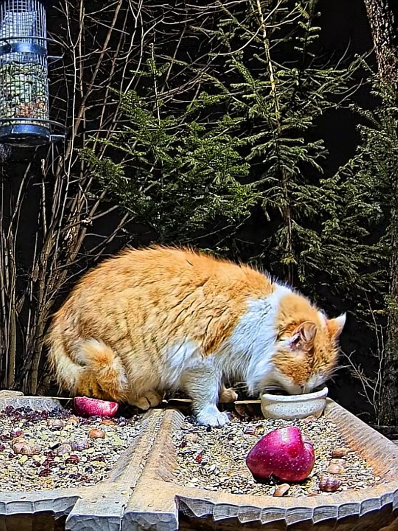 livebirdspoland_b1a274e9428350d36bfc811eacb82577.jpg