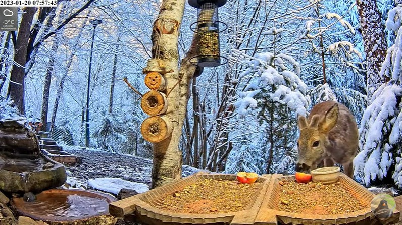 livebirdspoland_c8ac029f204c79d71348d895a6be0a8a.jpg