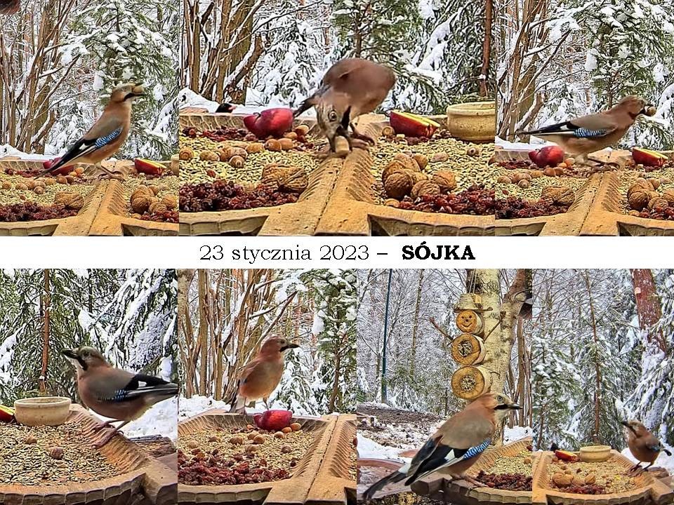 livebirdspoland_c8dd914d7b413c7988309f30b5047e93.jpg