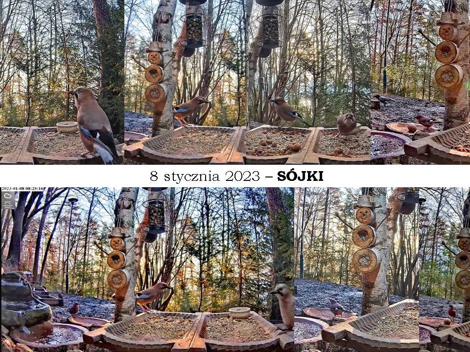 livebirdspoland_03e0f4537b30bbe4bf77a7062582ec5d.jpg