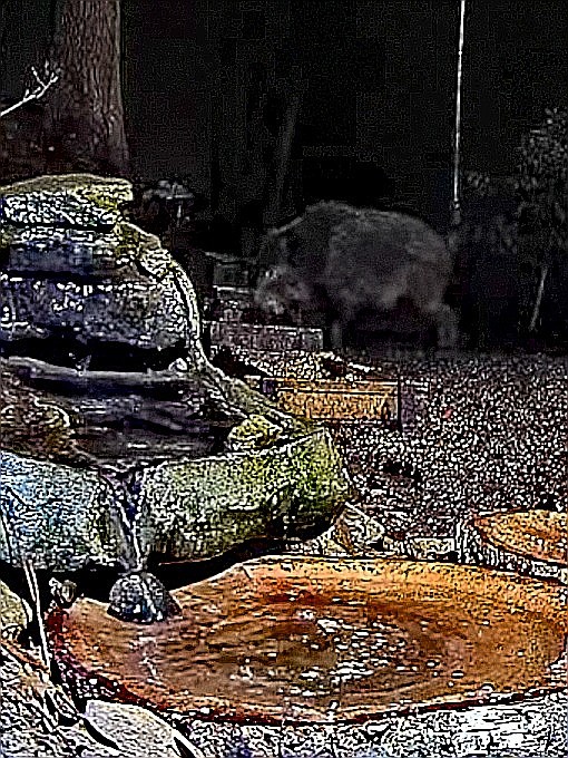 livebirdspoland_d06aec84bcc8fd85a0318bc5733e8208.jpg