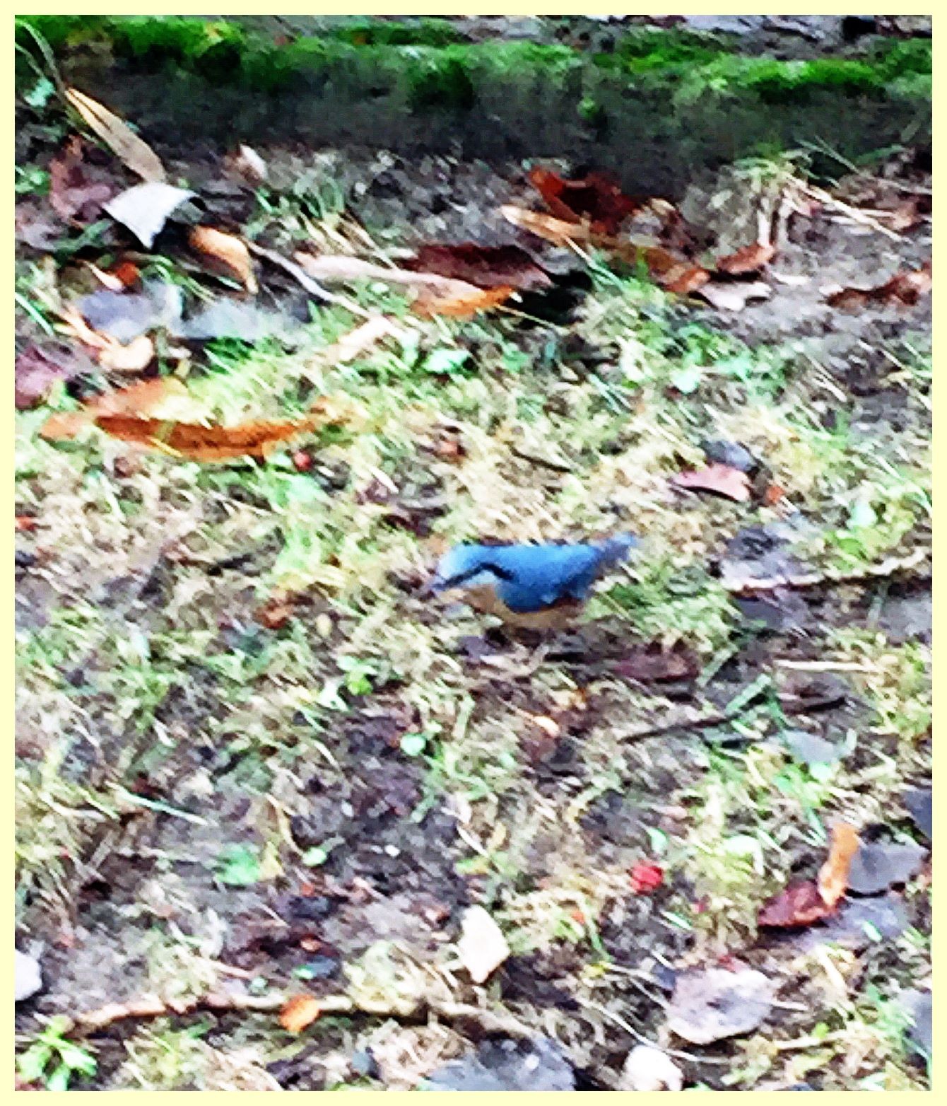 livebirdspoland_6056c36a27c11a0cfb680a25d8cbb4a2.jpg