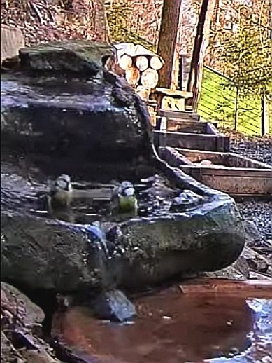 livebirdspoland_7417e31286e8eed6e4512147e9cb52d7.jpg