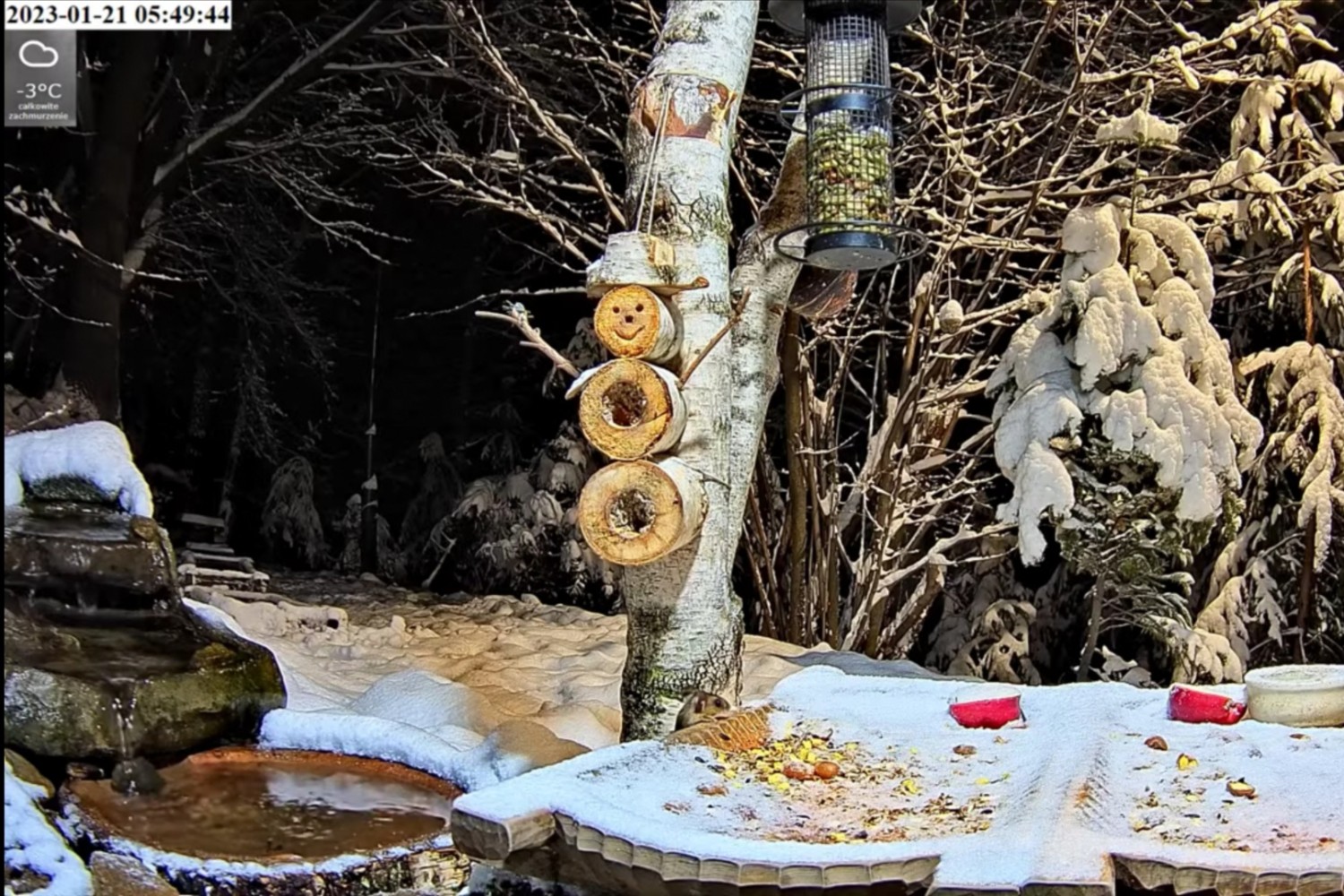 livebirdspoland_b1afba6ca8601b6986726020fba0987f.jpg