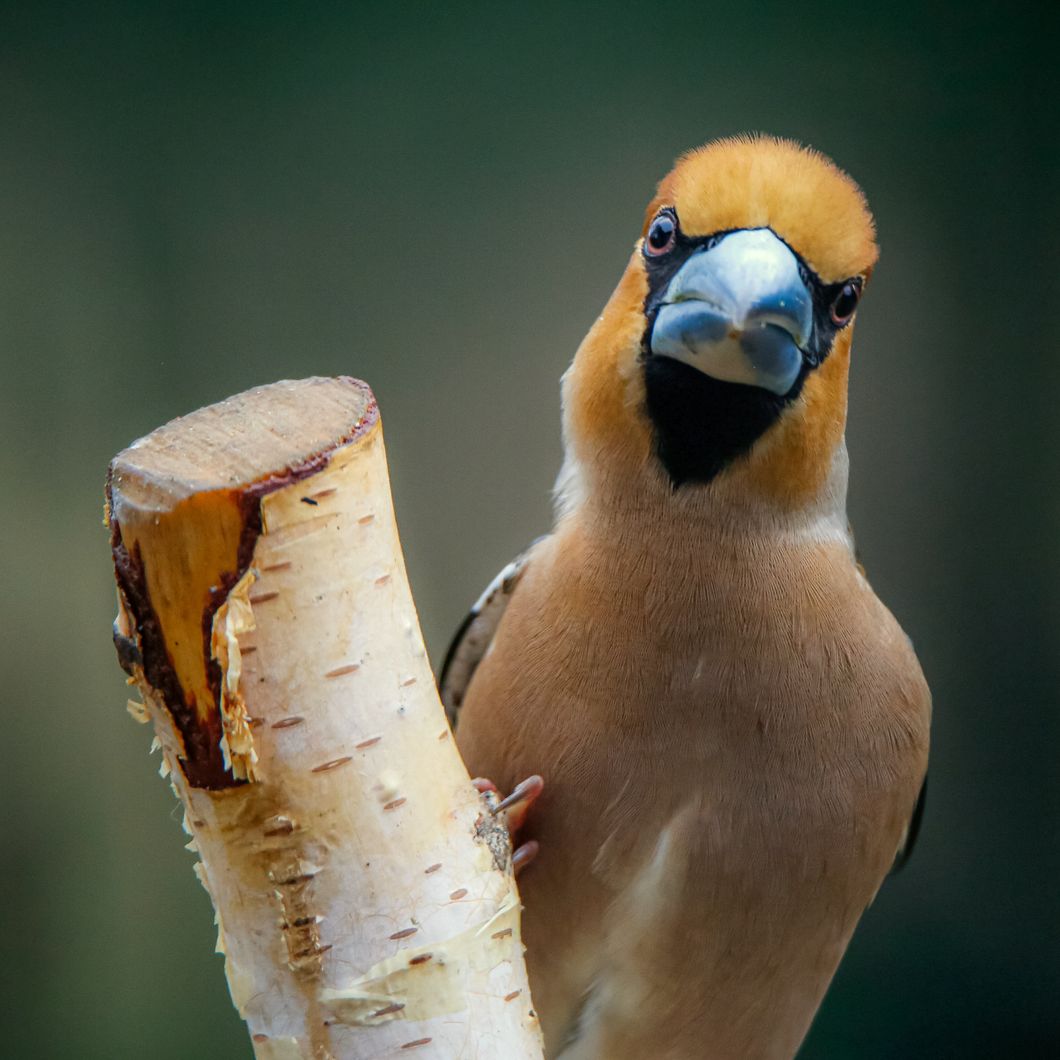 livebirdspoland_2eedb78da63cc0bcf566b9e85dbde140.png